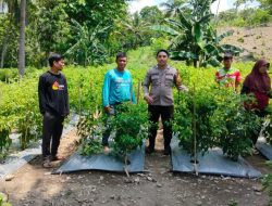 Kisah Polisi di Mongeare, Berbaur Tanam Cabe dengan Warga Desa