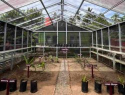 Lewat Apotek Hidup, Mahasiswa KKN Unsulbar Edukasi Warga Desa Pasiang soal TOGA