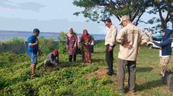 Peringati Hari Lingkungan Hidup 2026, Pemkab Majene Gelar Kerja Bakti dan Penanaman Pohon Serentak